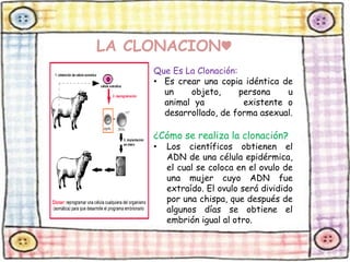 LA CLONACION♥ 
Que Es La Clonación: 
• Es crear una copia idéntica de 
un objeto, persona u 
animal ya existente o 
desarrollado, de forma asexual. 
¿Cómo se realiza la clonación? 
• Los científicos obtienen el 
ADN de una célula epidérmica, 
el cual se coloca en el ovulo de 
una mujer cuyo ADN fue 
extraído. El ovulo será dividido 
por una chispa, que después de 
algunos días se obtiene el 
embrión igual al otro. 
 