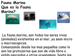 La fauna marina, son todos los seres vivos
(animales) existentes en el mar, ya sean micro
o macroscopicos.
Comenzando desde los mas pequeños como lo
son los protozarios que son de vida libre o
Fauna Marina
Que es la Fauna
Marina?
 