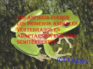 Los anfibios fueron los primeros animales vertebrados en adaptarse a una vida semiterrestre . 