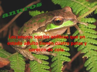 Los anuros son los anfibios que en estado adulto tienen cuatro patas y carecen de cola. 