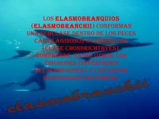 Los  elasmobranquios  ( Elasmobranchii ) conforman una subclase dentro de los peces cartilaginosos o condrictios (clase Chondrichthyes). Comprende, entre otros, los tiburones (superorden Selachimorpha) y las rayas (superorden Batoidea). 