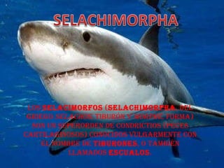 Los  selacimorfos  ( Selachimorpha , del griego  selachos , tiburón y  morphé , forma) son un superorden de condrictios (peces cartilaginosos) conocidos vulgarmente con el nombre de  tiburones , o también llamados  escualos . 