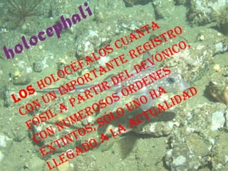 Los  holocéfalos cuanta con un importante registro fósil a partir del Devónico, con numerosos órdenes extintos; sólo uno ha llegado a la actualidad 