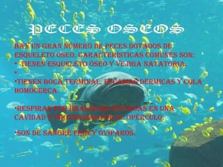 Hay un gran número de peces dotados de esqueleto óseo. Características comunes son:     Tienen esqueleto óseo y vejiga natatoria.    Tienen boca terminal, escamas dérmicas y cola homocerca.  Respiran por branquias situadas en una cavidad y protegidas por el opérculo.  Son de sangre fría y ovíparos.  