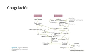 Coagulación
 