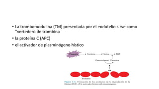 • La trombomodulina (TM) presentada por el endotelio sirve como
“vertedero de trombina
• la proteína C (APC)
• el activador de plasminógeno hístico
 