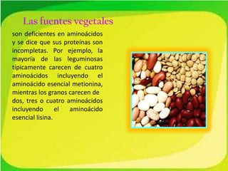 Las fuentes vegetales
son deficientes en aminoácidos
y se dice que sus proteínas son
incompletas. Por ejemplo, la
mayoría de las leguminosas
típicamente carecen de cuatro
aminoácidos incluyendo el
aminoácido esencial metionina,
mientras los granos carecen de
dos, tres o cuatro aminoácidos
incluyendo
el
aminoácido
esencial lisina.

 