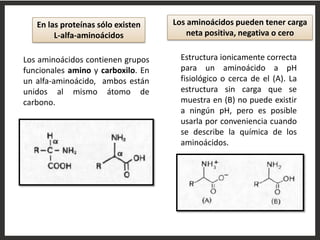 En las proteínas sólo existen
L-alfa-aminoácidos

Los aminoácidos pueden tener carga
neta positiva, negativa o cero

Los aminoácidos contienen grupos
funcionales amino y carboxilo. En
un alfa-aminoácido, ambos están
unidos al mismo átomo de
carbono.

Estructura ionicamente correcta
para un aminoácido a pH
fisiológico o cerca de el (A). La
estructura sin carga que se
muestra en (B) no puede existir
a ningún pH, pero es posible
usarla por conveniencia cuando
se describe la química de los
aminoácidos.

 