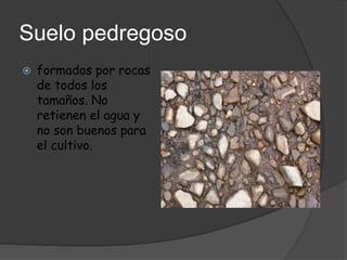 Suelo pedregoso
 formados por rocas
de todos los
tamaños. No
retienen el agua y
no son buenos para
el cultivo.
 