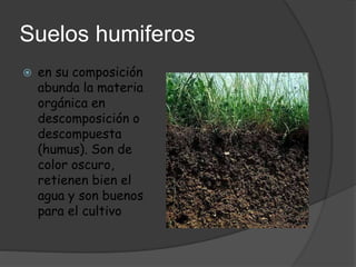 Suelos humiferos
 en su composición
abunda la materia
orgánica en
descomposición o
descompuesta
(humus). Son de
color oscuro,
retienen bien el
agua y son buenos
para el cultivo
 