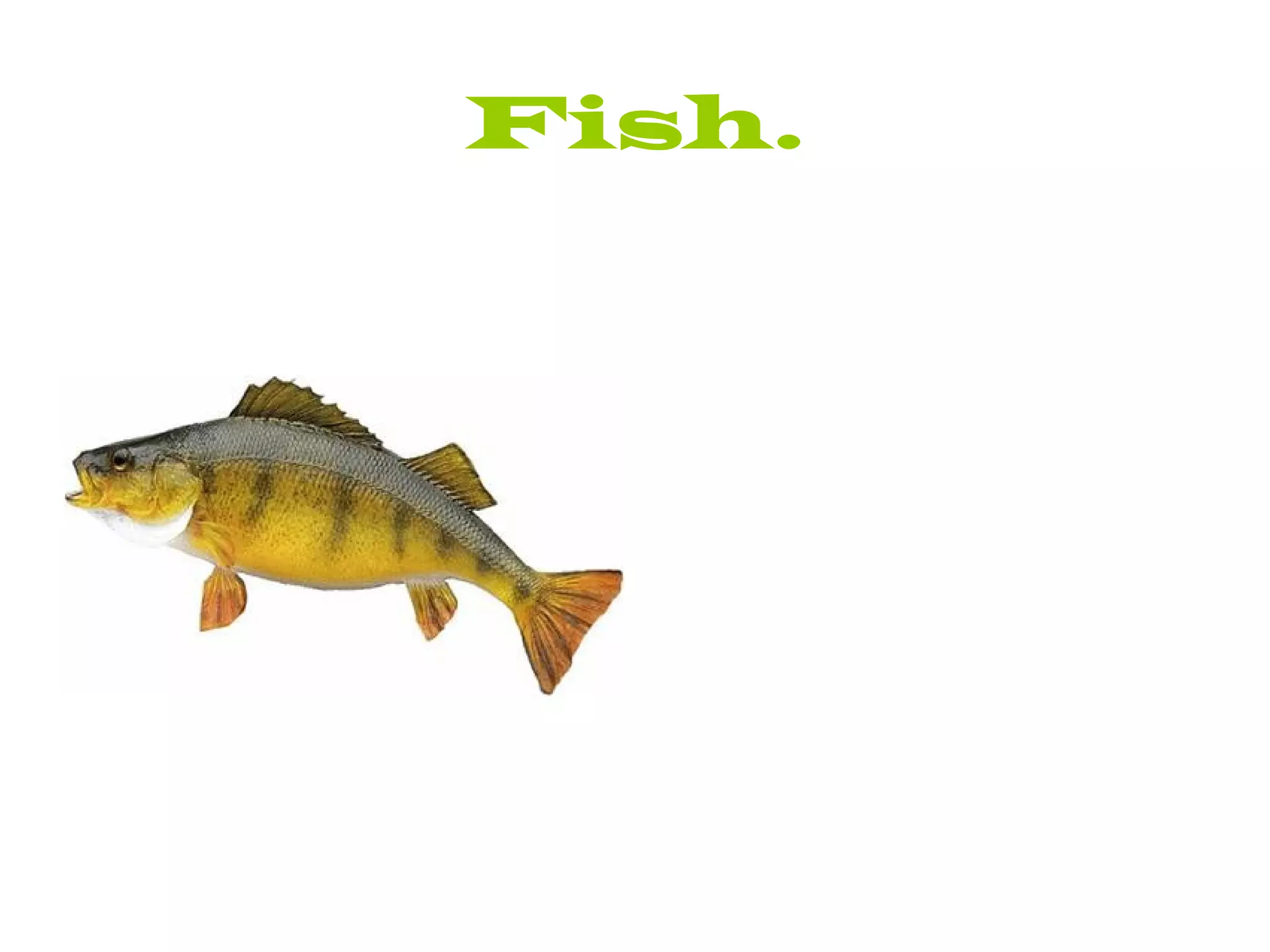 Fish. 
