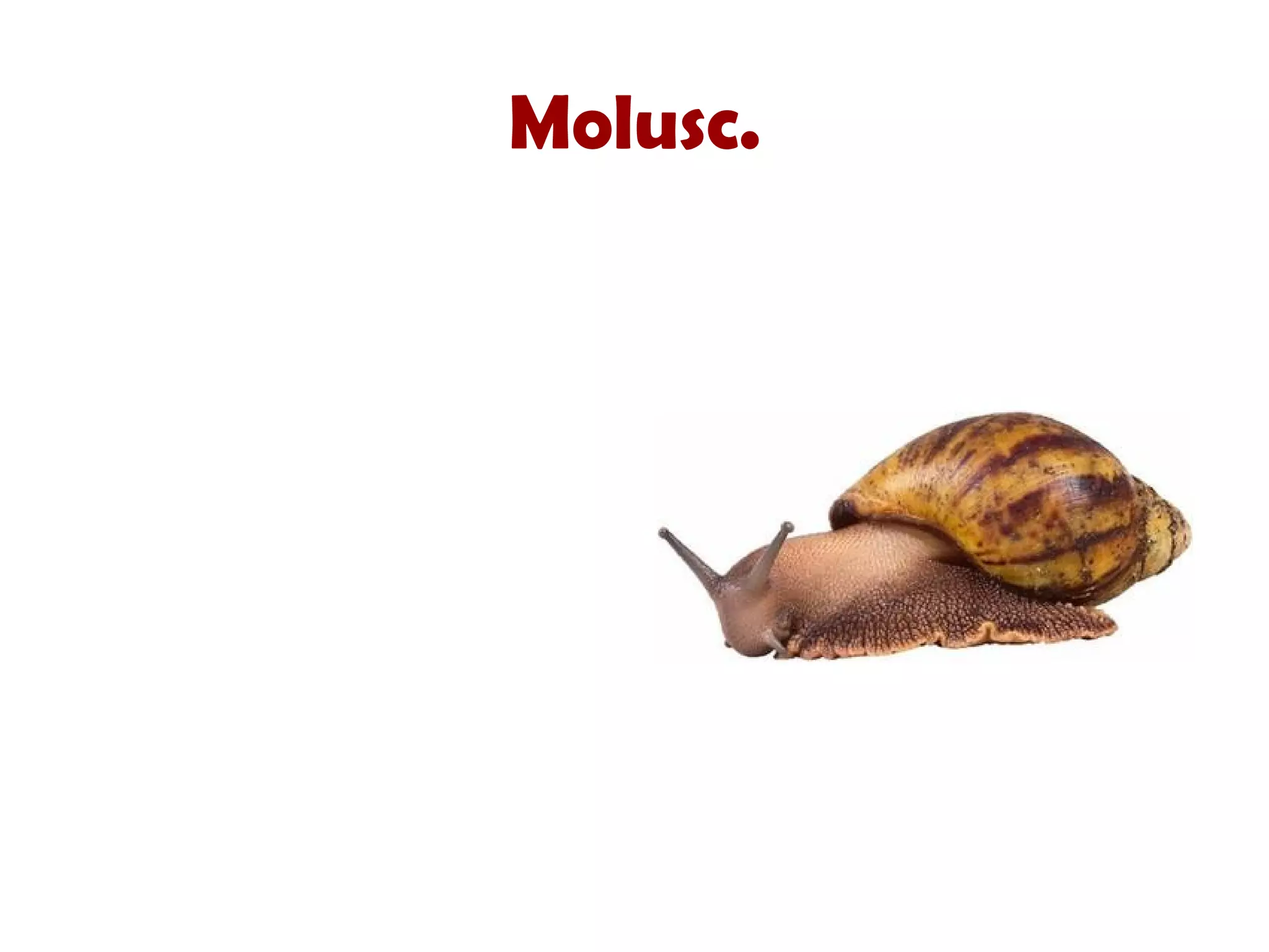 Molusc. 