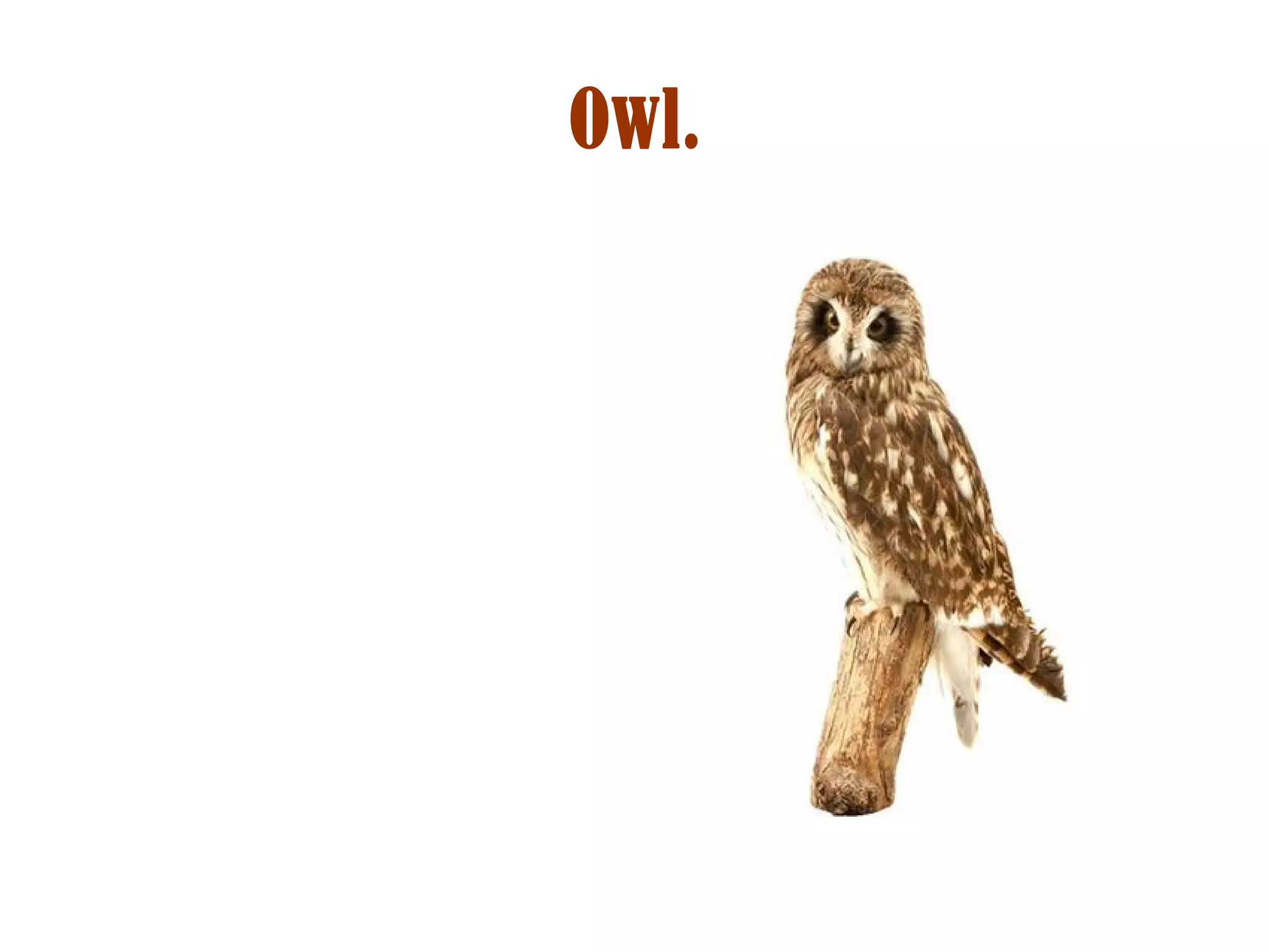Owl. 