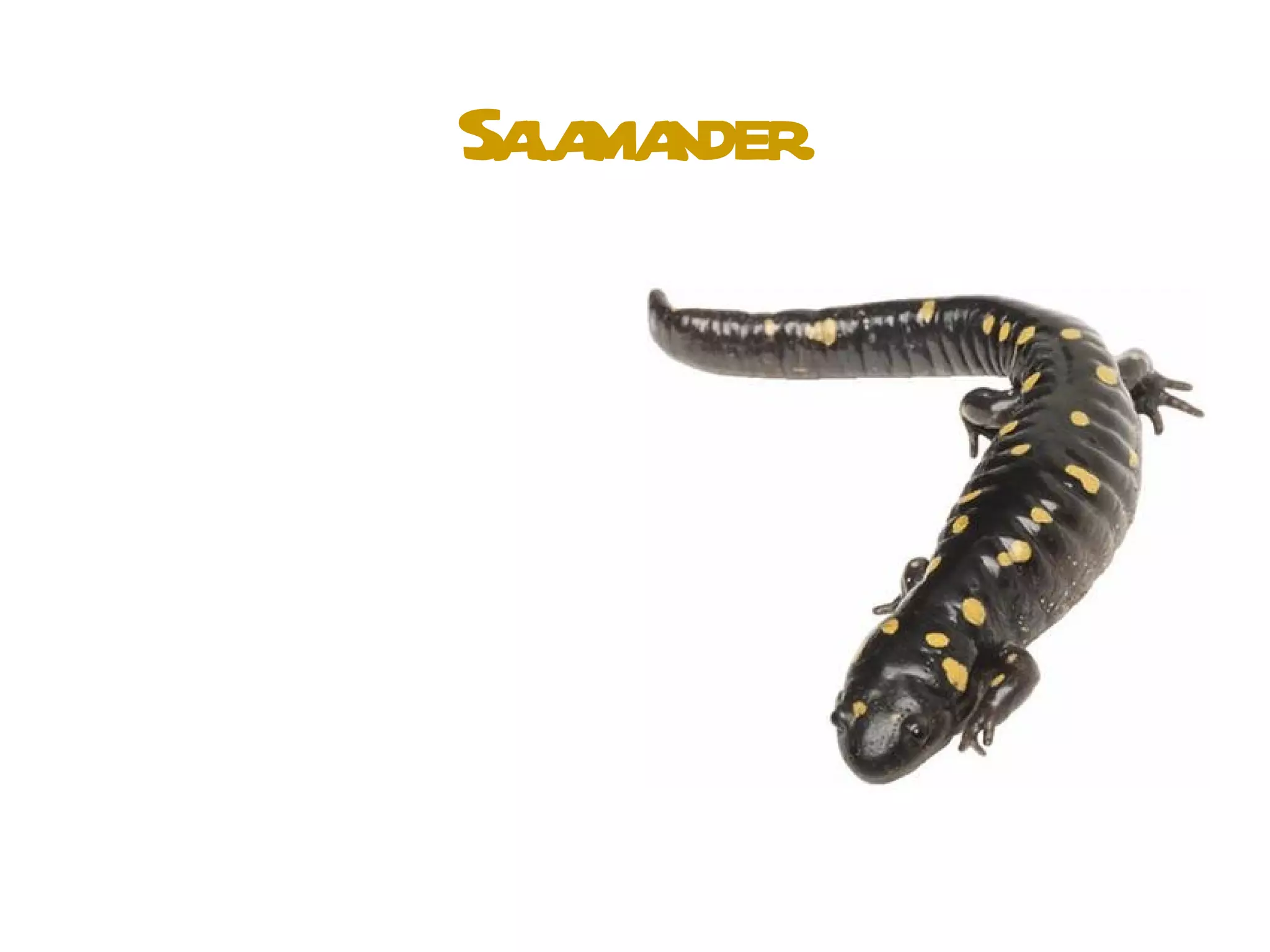 Salamander. 