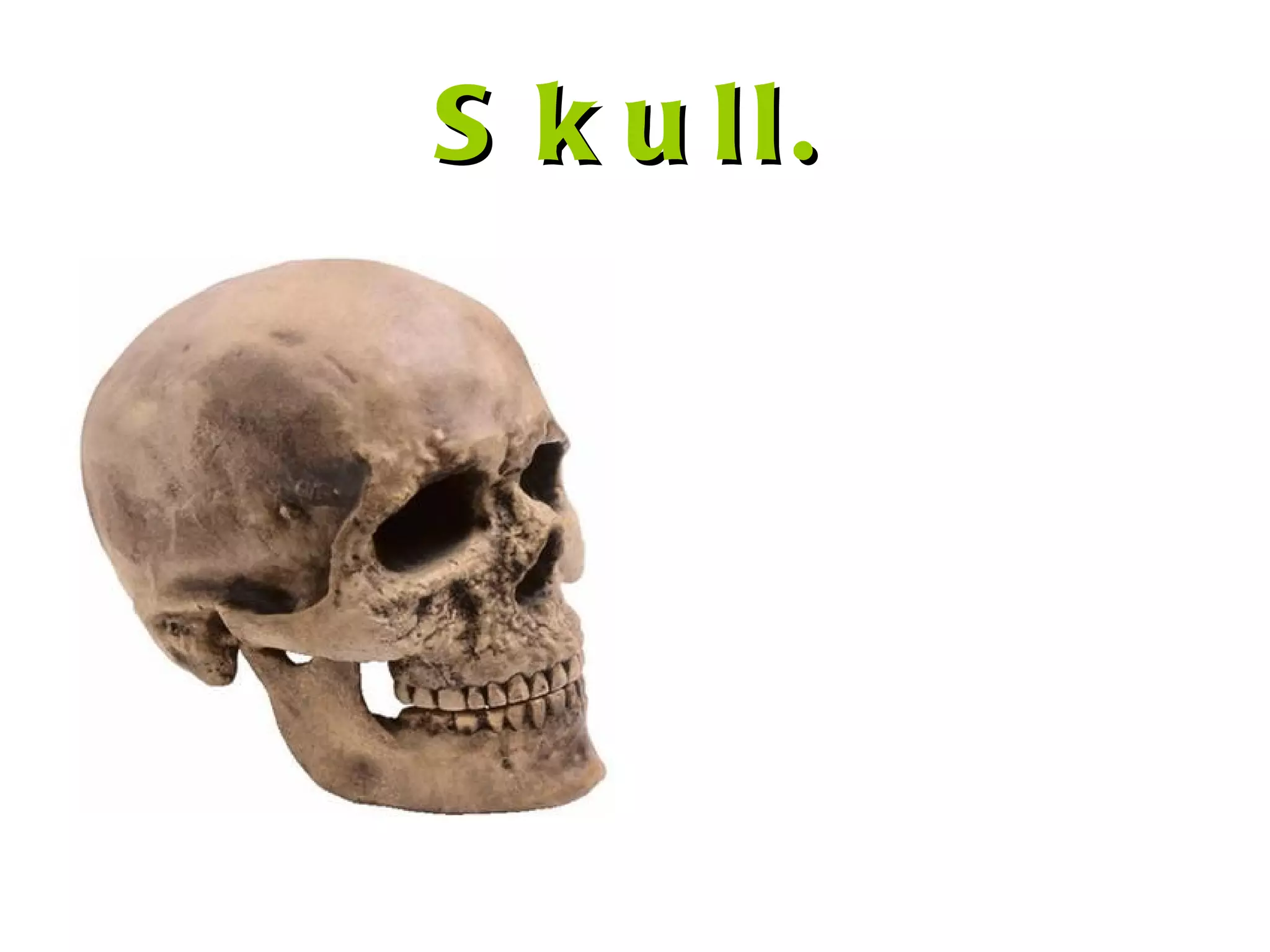 Skull. 