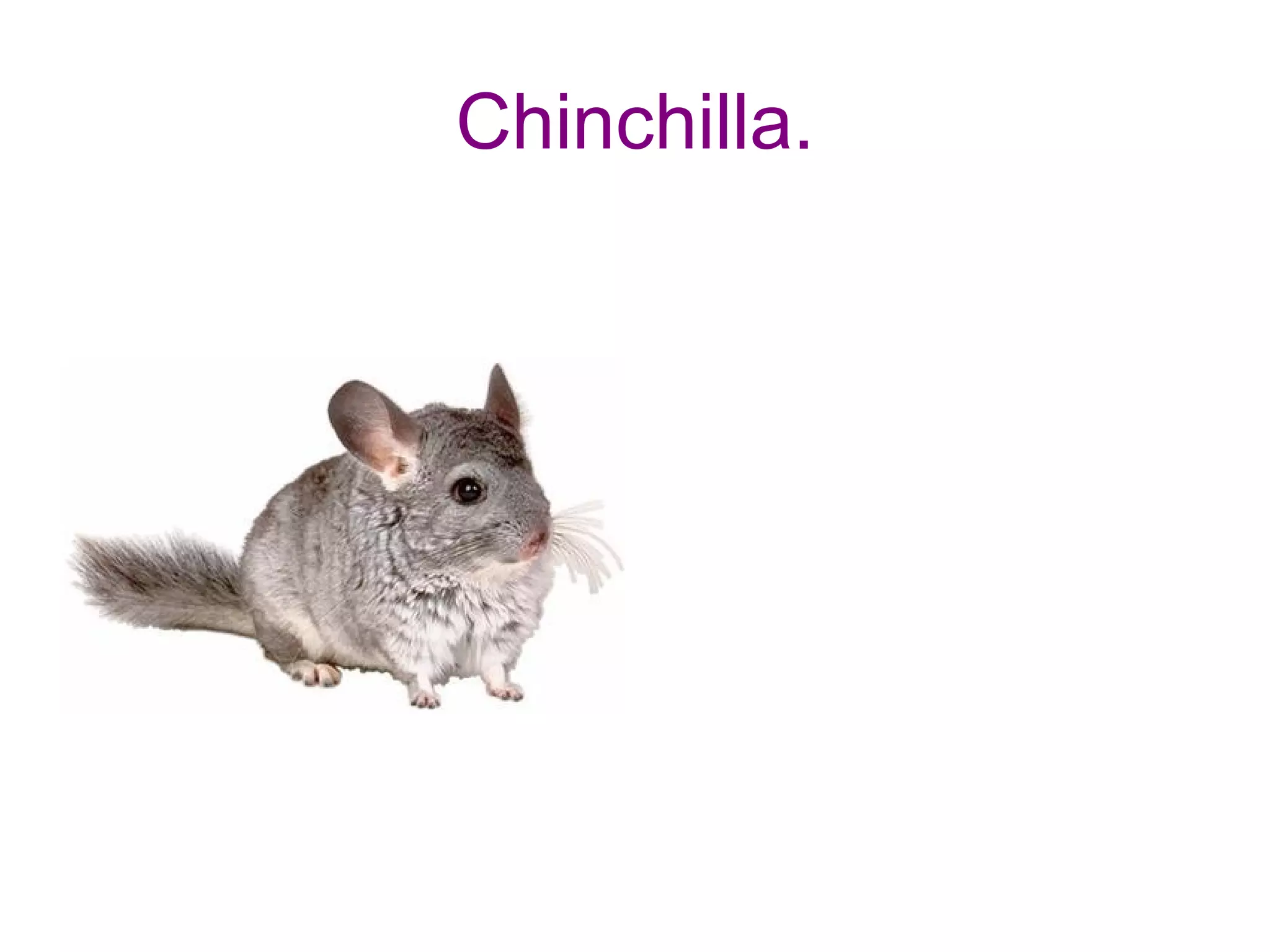 Chinchilla. 