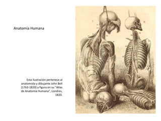 Anatomía Humana




       Esta ilustración pertenece al
   anatomista y dibujante John Bell
   (1763-1820) y figura en su "Atlas
   de Anatomía Humana", Londres,
                              1820.
 