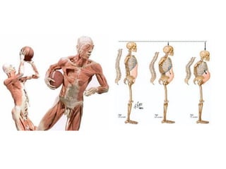 Presentación1  anatomia humana