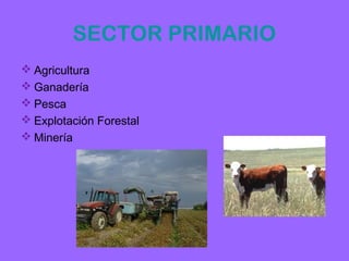 SECTOR PRIMARIO
 Agricultura
 Ganadería
 Pesca
 Explotación Forestal
 Minería
 