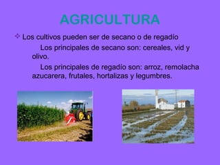 AGRICULTURA
 Los cultivos pueden ser de secano o de regadío
        Los principales de secano son: cereales, vid y
     olivo.
        Los principales de regadío son: arroz, remolacha
     azucarera, frutales, hortalizas y legumbres.
 