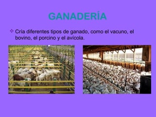 GANADERÍA
 Cría diferentes tipos de ganado, como el vacuno, el
  bovino, el porcino y el avícola.
 