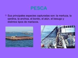 PESCA
 Sus principales especies capturadas son: la merluza, la
  sardina, la anchoa, el bonito, el atún, el besugo y
  distintos tipos de mariscos.
 