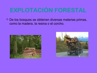 EXPLOTACIÓN FORESTAL
 De los bosques se obtienen diversas materias primas,
  como la madera, la resina o el corcho.
 