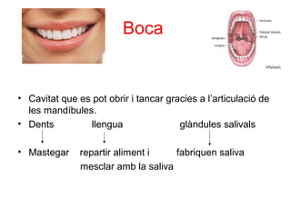 Boca
• Cavitat que es pot obrir i tancar gracies a l’articulació de
les mandíbules.
• Dents llengua glàndules salivals
• Mastegar repartir aliment i fabriquen saliva
mesclar amb la saliva
 
