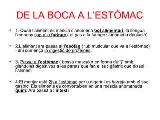 DE LA BOCA A L’ESTÓMAC
• 1. Quan l’aliment es mescla s’anomena bol alimentari, la llengua
l’empeny cap a la faringe,( el pas a la faringe s’anomena deglució).
• 2.L’aliment ara passa al l’esòfag,( tub muscular que va a l’estómac)
í ahí comença la digestió de proteïnes.
• 3. Passa a l’estómac ( bossa muscular en forma de “j” amb
glàndules digestives a les parets que fan el suc gàstric que dissol
l’aliment
• 4.El menjar està 2h a l’estómac per a digerir i es barreja amb el suc
gàstric. Els aliments es converteixen en una mescla anomenada
quim. Ara passa a l’intestí
 