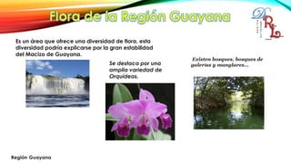 Es un área que ofrece una diversidad de flora, esta
diversidad podría explicarse por la gran estabilidad
del Macizo de Guayana. se destaca por una amplia
variedad de Orquídeas Se destaca por una
amplia variedad de
Orquídeas.
Existen bosques, bosques de
galerías y manglares…
 