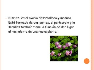 -   El fruto: es el ovario desarrollado y maduro.
    Está formado de dos partes, el pericarpio y la
    semillas también tiene la función de dar lugar
    al nacimiento de una nueva planta.
 