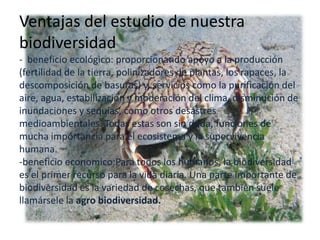 Ventajas del estudio de nuestra
biodiversidad
- beneficio ecológico: proporcionando apoyo a la producción
(fertilidad de la tierra, polinizadores de plantas, los rapaces, la
descomposición de basuras) y, servicios como la purificación del
aire, agua, estabilización y moderación del clima, disminución de
inundaciones y sequías, como otros desastres
medioambientales. Todas estas son sin duda, funciones de
mucha importancia para el ecosistema y la supervivencia
humana.
-beneficio economico:Para todos los humanos, la biodiversidad
es el primer recurso para la vida diaria. Una parte importante de
biodiversidad es la variedad de cosechas, que también suele
llamársele la agro biodiversidad.
 