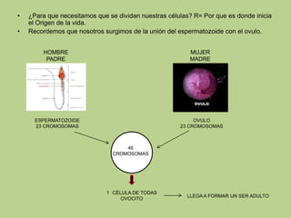 • ¿Para que necesitamos que se dividan nuestras células? R= Por que es donde inicia
el Origen de la vida.
• Recordemos que nosotros surgimos de la unión del espermatozoide con el ovulo.
HOMBRE
PADRE
MUJER
MADRE
ESPERMATOZOIDE
23 CROMOSOMAS
OVULO
23 CROMOSOMAS
46
CROMOSOMAS
1 CÉLULA DE TODAS
OVOCITO
LLEGAA FORMAR UN SER ADULTO
 