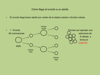 Cómo llega el ovocito a un adulto
• El ovocito llega hacer adulto por medio de la replica celular o división celular.
• 1 Ovocito Forman por ejemplo una
46 cromosomas estructura de
8 células y
forma el
CIGOTO
ADN
Células
hijas
Células
madre
Células
hijas
 