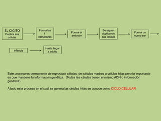 EL CIGITO
Duplica sus
células
Forma las
1
estructuras
Forma el
embrión
Se siguen
duplicando
sus células
Forma un
nuevo ser
Infancia
Hasta llegar
a adulto
Este proceso es permanente de reproducir células de células madres a células hijas pero lo importante
es que mantiene la información genética. (Todas las células tienen el mismo ADN o información
genética).
A todo este proceso en el cual se genera las células hijas se conoce como CICLO CELULAR
 