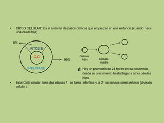 • CICLO CELULAR: Es el sistema de pasos cíclicos que empiezan en una estancia (cuando nace
una célula hija)
Hay un promedio de 24 horas en su desarrollo,
desde su crecimiento hasta llegar a otras células
hijas
• Este Ciclo celular tiene dos etapas 1 se llama interfase y la 2 se conoce como mitosis (división
celular).
C.C
MITOSIS
INTERFASE
95%
5%
Células
madre
Células
hijas
 