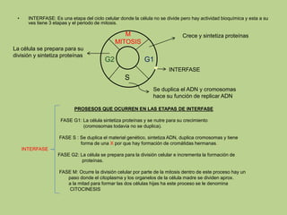 • INTERFASE: Es una etapa del ciclo celular donde la célula no se divide pero hay actividad bioquímica y esta a su
ves tiene 3 etapas y el periodo de mitosis.
PROSESOS QUE OCURREN EN LAS ETAPAS DE INTERFASE
FASE G1: La célula sintetiza proteínas y se nutre para su crecimiento
(cromosomas todavía no se duplica).
FASE S : Se duplica el material genético, sintetiza ADN, duplica cromosomas y tiene
forma de una X por que hay formación de cromátidas hermanas.
INTERFASE
FASE G2: La célula se prepara para la división celular e incrementa la formación de
proteínas.
FASE M: Ocurre la división celular por parte de la mitosis dentro de este proceso hay un
paso donde el citoplasma y los organelos de la célula madre se dividen aprox.
a la mitad para formar las dos células hijas ha este proceso se le denomina
CITOCINESIS
M
MITOSIS
G1G2
S
Crece y sintetiza proteínas
La célula se prepara para su
división y sintetiza proteínas
Se duplica el ADN y cromosomas
hace su función de replicar ADN
INTERFASE
 