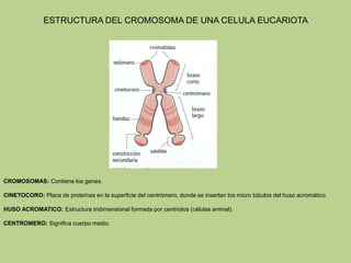 ESTRUCTURA DEL CROMOSOMA DE UNA CELULA EUCARIOTA
CROMOSOMAS: Contiene los genes.
CINETOCORO: Placa de proteínas en la superficie del centrómero, donde se insertan los micro túbulos del huso acromático.
HUSO ACROMATICO: Estructura tridimensional formada por centriolos (células animal).
CENTROMERO: Significa cuerpo medio.
 