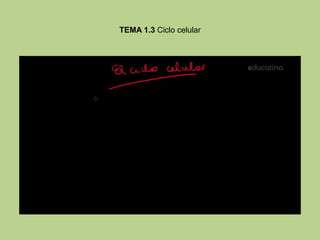 TEMA 1.3 Ciclo celular
 