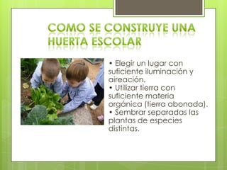 • Elegir un lugar con
suficiente iluminación y
aireación.
• Utilizar tierra con
suficiente materia
orgánica (tierra abonada).
• Sembrar separadas las
plantas de especies
distintas.
 