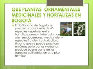    En la Sabana de Bogotá se
    pueden producir más de 60
    especies vegetales entre
    hortalizas, granos, tubérculos, cere
    ales, seudocereales, medicinales y
    especies frutales. La Agricultura
    Urbana que se puede practicar
    en áreas periurbanas y urbanas
    produce buena parte de las
    especies cultivables en este piso
    térmico
 