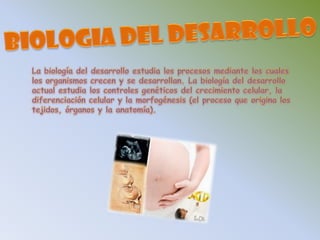BIOLOGIA DEL DESARROLLOLa biología del desarrollo estudia los procesos mediante los cuales los organismos crecen y se desarrollan. La biología del desarrollo actual estudia los controles genéticos del crecimiento celular, la diferenciación celular y la morfogénesis (el proceso que origina los tejidos, órganos y la anatomía).