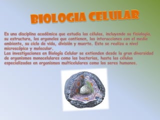 BIOLOGIA CELULAREs una disciplina académica que estudia las células, incluyendo su fisiología,su estructura, los organelos que contienen, las interacciones con el medio ambiente, su ciclo de vida, división y muerte. Esto se realiza a nivel microscópico y molecular. Las investigaciones en Biología Celular se extienden desde la gran diversidad de organismos monocelulares como las bacterias, hasta las células especializadas en organismos multicelulares como los seres humanos. 