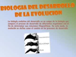 BIOLOGIA DEL DESARROLLO DE LA EVOLUCIONLa biología evolutiva del desarrollo es un campo de la biología que compara el proceso de desarrollo de diferentes organismos con el fin de determinar sus relaciones filogenéticas. De este modo, la evolución se define como el cambio en los procesos de desarrollo. 