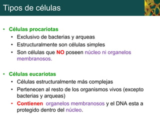 Tipos de células
• Células procariotas
• Exclusivo de bacterias y arqueas
• Estructuralmente son células simples
• Son células que NO poseen núcleo ni organelos
membranosos.
• Células eucariotas
• Células estructuralmente más complejas
• Pertenecen al resto de los organismos vivos (excepto
bacterias y arqueas)
• Contienen organelos membranosos y el DNA esta a
protegido dentro del núcleo.
 