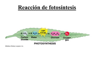 Reacción de fotosíntesis
 