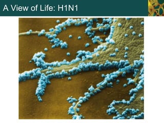 A View of Life: H1N1
 