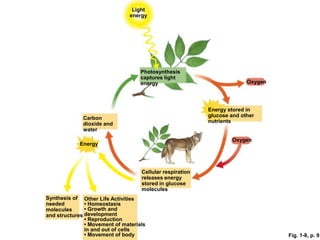 Fig. 1-8, p. 9
Light
energy
Photosynthesis
captures light
energy Oxygen
Energy stored in
glucose and other
nutrients
Carbon
dioxide and
water
Oxygen
Energy
Cellular respiration
releases energy
stored in glucose
molecules
Synthesis of
needed
molecules
and structures
Other Life Activities
• Homeostasis
• Growth and
development
• Reproduction
• Movement of materials
in and out of cells
• Movement of body
 