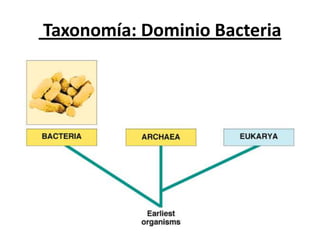 Taxonomía: Dominio Bacteria
 