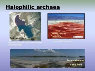 Halophilic archaea
Solar saltens of
Cabo Rojo
Salt Lake Utah
www.geochange.er.usgs,gov/sw/cahnges/
antropogenic/gsl/
Owens lake in
California
owensvalleyhistory.com
 